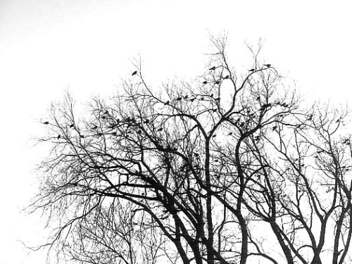 Crows Facing East