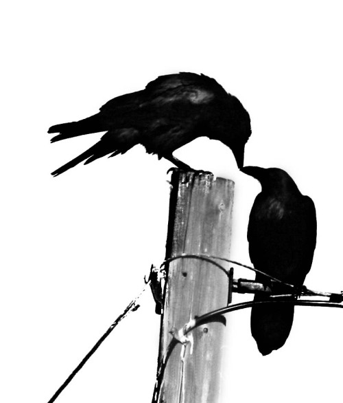 Black Bird Peck